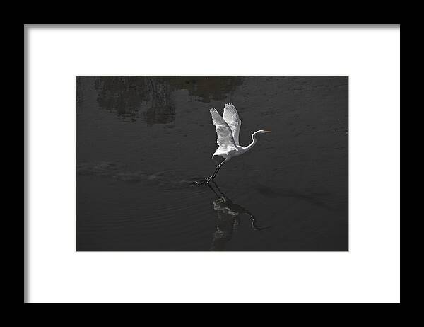 Egret Framed Print featuring the photograph Egret by Phil Mancuso