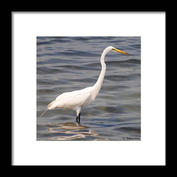 Egret Framed Print featuring the photograph Egret wading and watching by Dan Williams