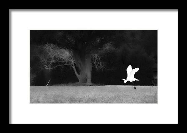 Snowy Egret Framed Print featuring the photograph Egret's Shadow by Frank Bright