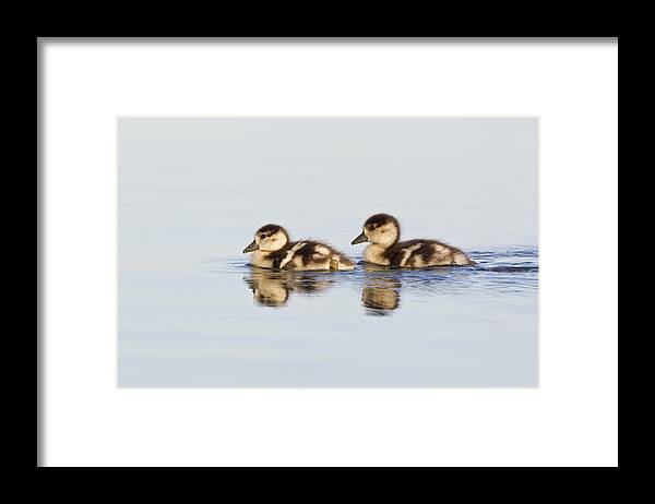 Flpa Framed Print featuring the photograph Egyptian Goose Goslings River Thames by Dickie Duckett