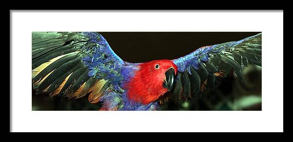 Eclectus Framed Print featuring the photograph Electric Eclectus by Andrea Lazar