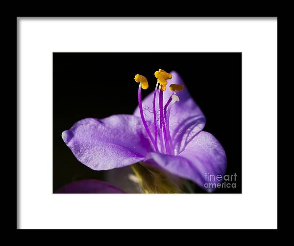 Purple Flower Framed Print featuring the photograph Electric Stamen by Dan Hefle