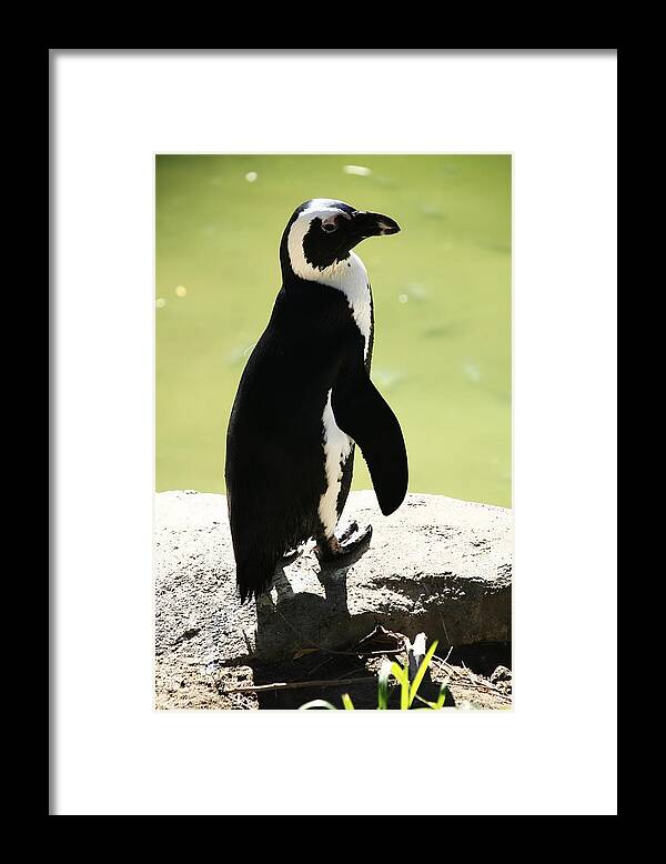 Penguins Framed Print featuring the photograph Elegance by Aidan Moran