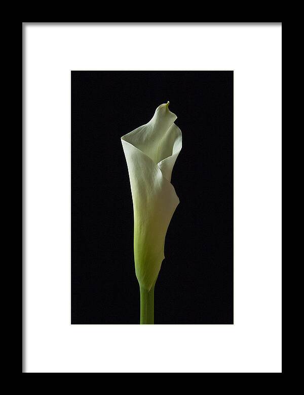 Cala Lilly Framed Print featuring the photograph Elegance Calla Lily by Ron White