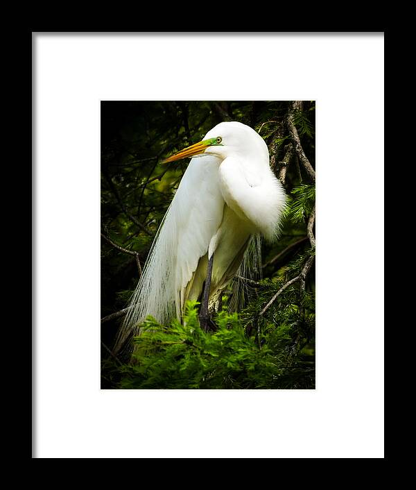 Elegant Birds Framed Print featuring the photograph ELEGANCE of NATURE by Karen Wiles