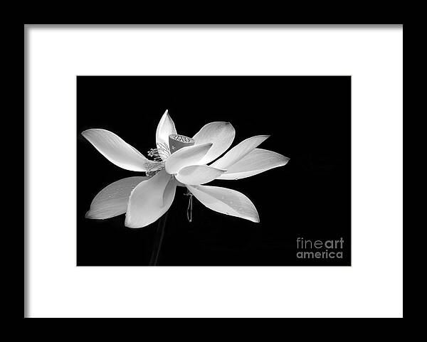 American Framed Print featuring the photograph Elegance by Sabrina L Ryan