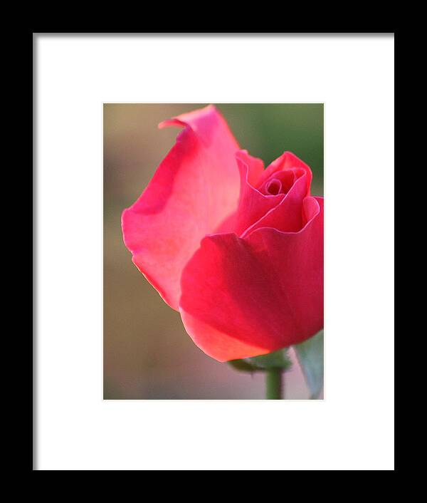 Rose Art Framed Print featuring the photograph Elegance by The Art Of Marilyn Ridoutt-Greene