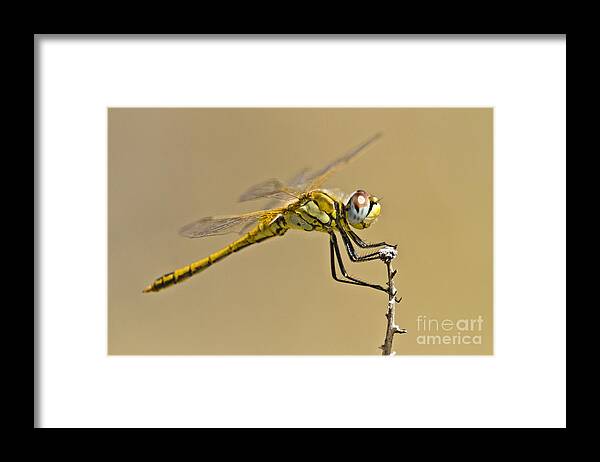 Animal Framed Print featuring the photograph Elegant Dragonfly by Heiko Koehrer-Wagner