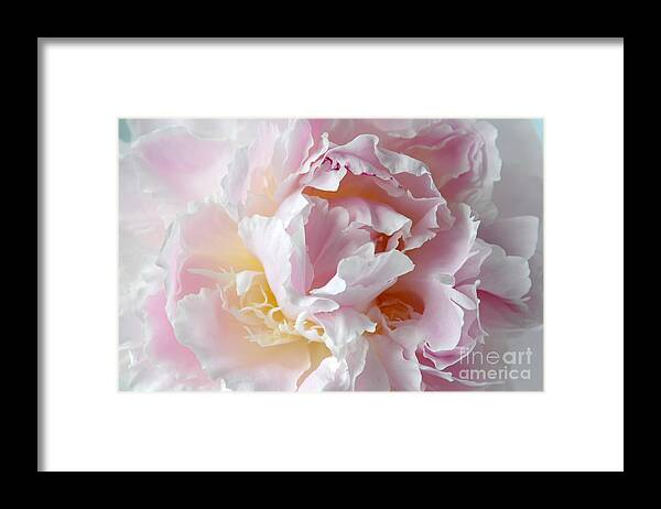 Flower Framed Print featuring the photograph Elegant Pink Peony by Sarah Schroder