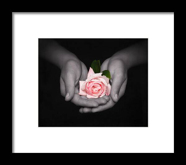 Pink Rose Framed Print featuring the photograph Elegant Pink Rose in Hands by Tracie Schiebel