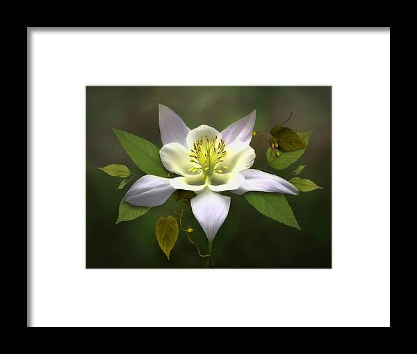White Columbine Flower Framed Print featuring the digital art Elegant White Columbine by Nina Bradica