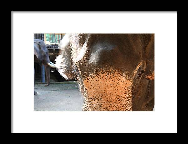 Chiang Framed Print featuring the photograph Elephant at Maesa Elephant Camp - Chiang Mai Thailand - 01131 by DC Photographer