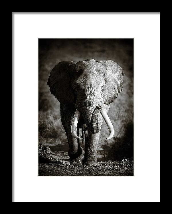 Elephant Framed Print featuring the photograph Elephant Bull by Johan Swanepoel