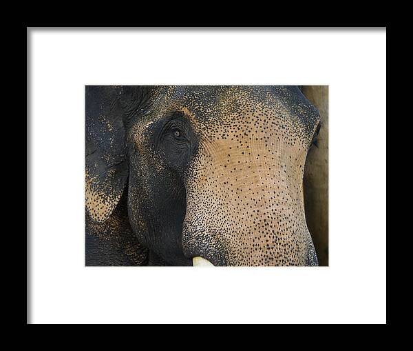Elephant Framed Print featuring the photograph Elephant Close Up by Bob VonDrachek