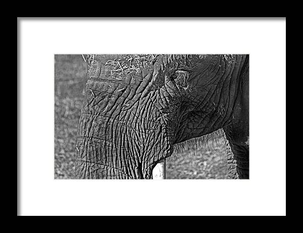 African Elephant Framed Print featuring the photograph Elephant.. dont cry by Miroslava Jurcik