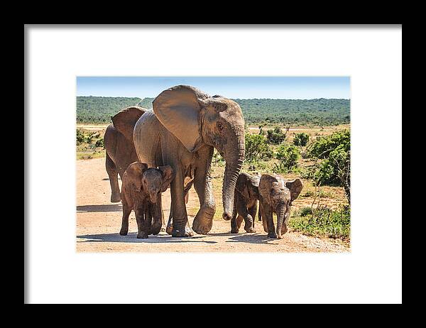 Baby Framed Print featuring the photograph Elephant Family by Jennifer Ludlum