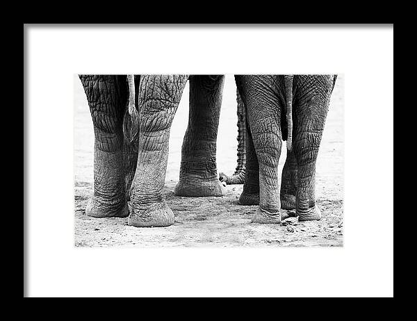 Elephants Framed Print featuring the photograph Elephant Feet by Amanda Stadther