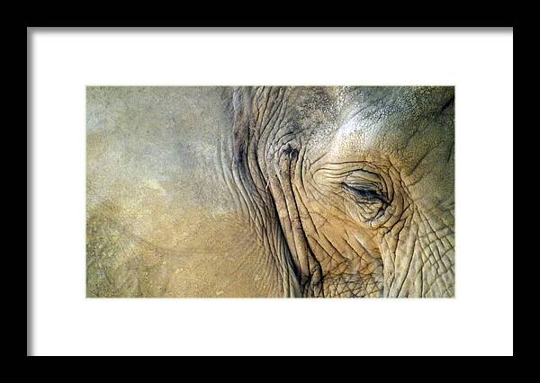 Elephant Framed Print featuring the photograph Elephant One by Joyce Wasser