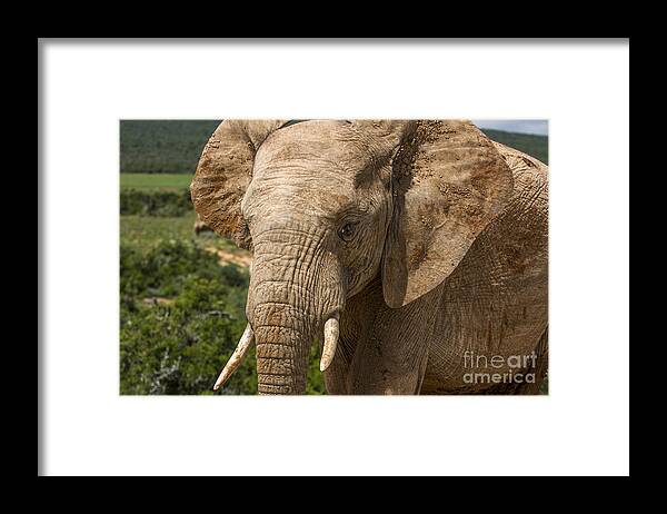 Elephant Framed Print featuring the photograph Elephant Profile by Jennifer Ludlum