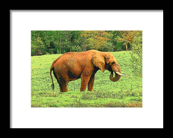 Digital Art Framed Print featuring the photograph Elephant by Rodney Lee Williams