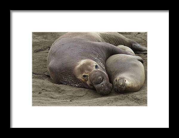 Elephant Seal Framed Print featuring the photograph Elephant Seal couple by Duncan Selby