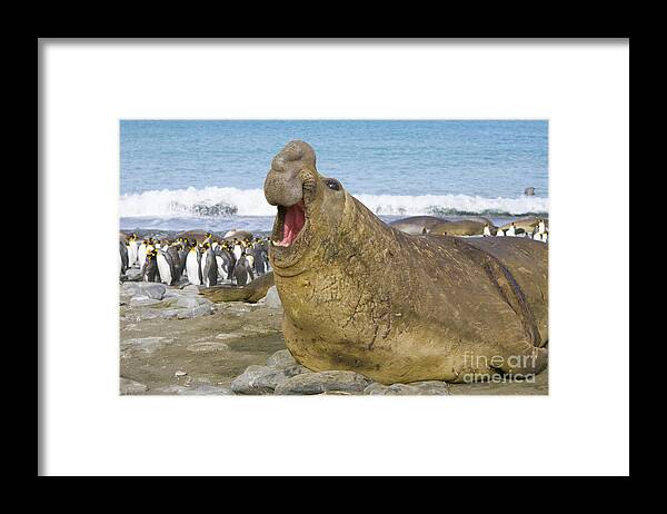 00345872 Framed Print featuring the photograph Elephant Seal Roaring by Yva Momatiuk John Eastcott