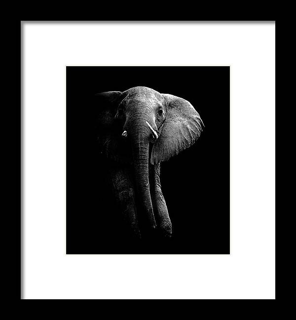Zambia Framed Print featuring the photograph Elephant! by Wildphotoart