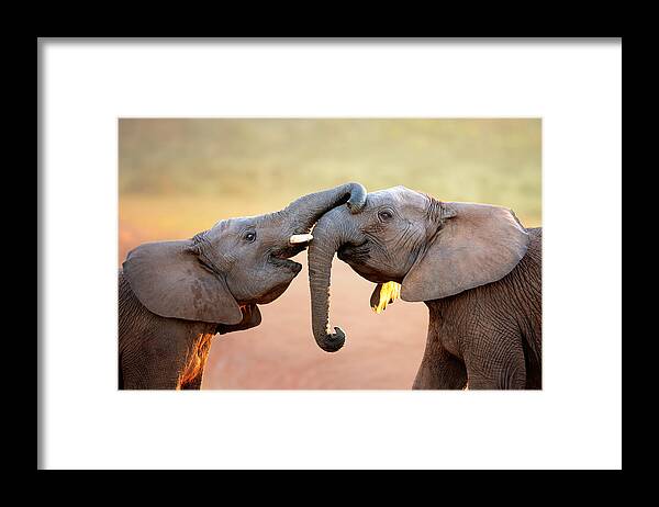 Elephant Framed Print featuring the photograph Elephants touching each other by Johan Swanepoel