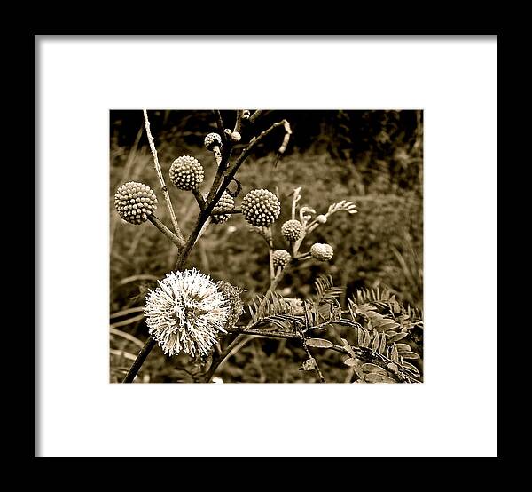 Flora Framed Print featuring the photograph Eleuthera Flora by Kim Pippinger