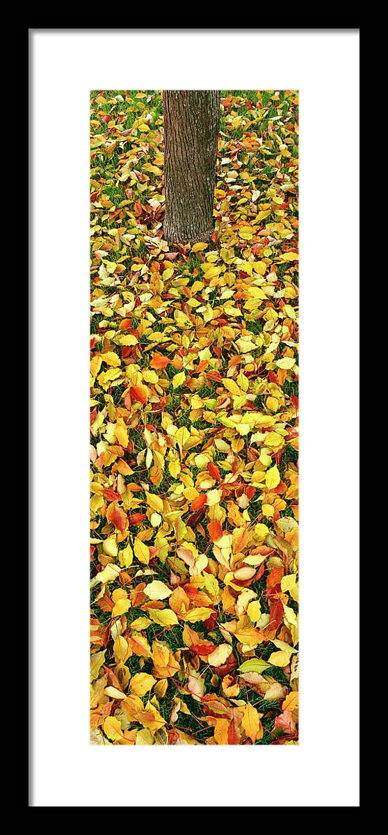 Photography Framed Print featuring the photograph Elevated View Of Fallen Leaves, Pacific by Panoramic Images