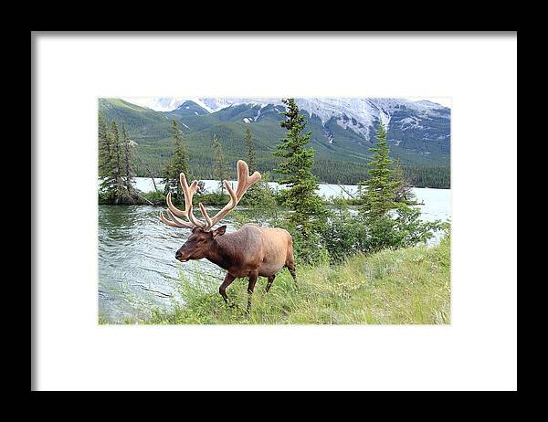 Grass Framed Print featuring the photograph Elk Attack by Kcezary