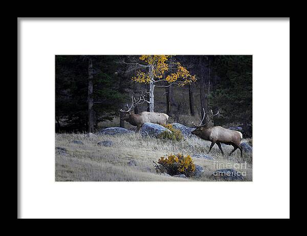 Nnature Framed Print featuring the photograph Elk Battle Stalk by Nava Thompson
