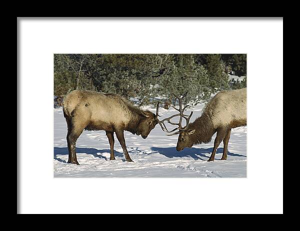 00191374 Framed Print featuring the photograph Elk Bulls Fighting in Yellowstone by Konrad Wothe