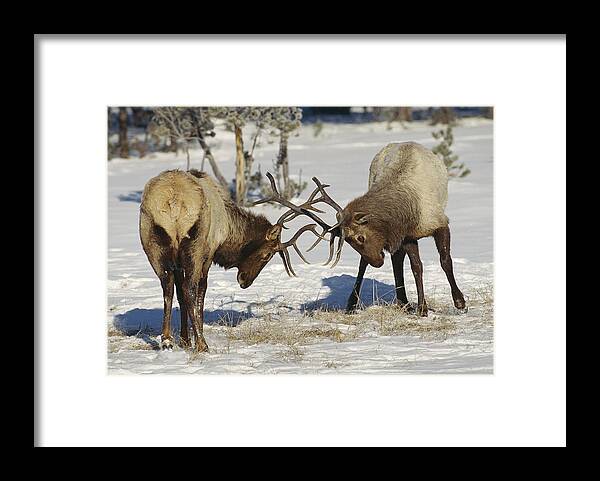 Feb0514 Framed Print featuring the photograph Elk Bulls Fighting Yellowstone by Konrad Wothe