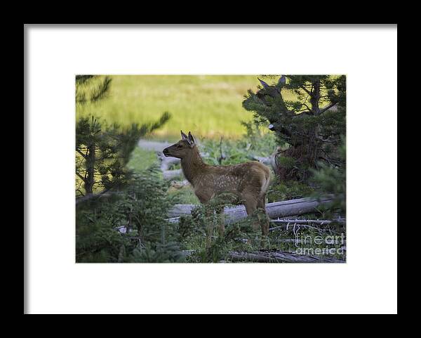 Elk Calf Framed Print featuring the photograph Elk Calf by Carolyn Fox