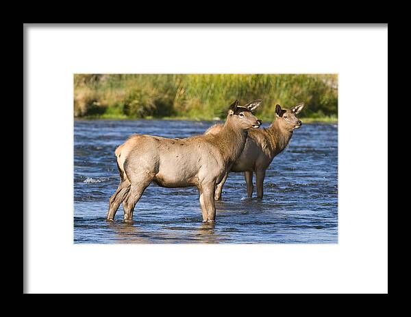 535870 Framed Print featuring the photograph Elk Cows In River Yellowstone Wyoming by Steve Gettle
