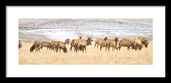 Elk Framed Print featuring the photograph Elk Herd on The Rocky Mountain Foothills Plains 2 by James BO Insogna