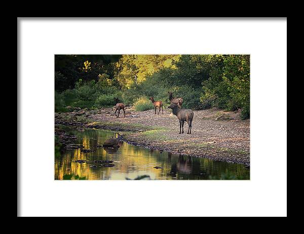 Elk Framed Print featuring the photograph Elk Herd Along the Hailstone by Michael Dougherty