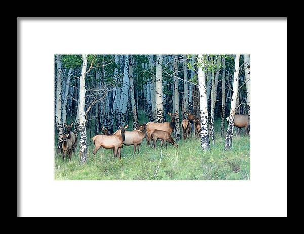 Colorado Framed Print featuring the photograph Elk in Aspen by Marilyn Burton