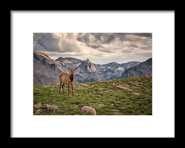 Scenics Framed Print featuring the photograph Elk In The Mountains, Rocky Mountain by Michael Riffle