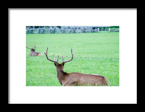 Great Framed Print featuring the photograph Elk Resting On A Meadow In Great Smoky Mountains by Alex Grichenko