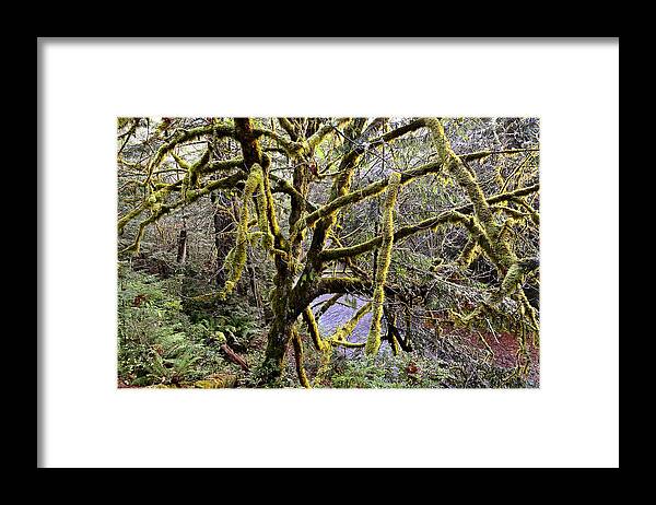 Tree Framed Print featuring the photograph Elk River Guardian by Jon Exley