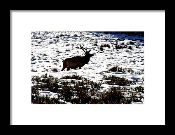 Yellowstone National Park Framed Print featuring the photograph Elk Silhouette by Sharon Elliott