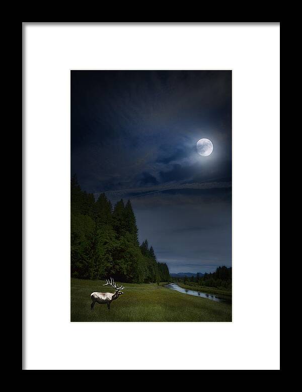 Elk Framed Print featuring the photograph Elk under a Full Moon by Belinda Greb