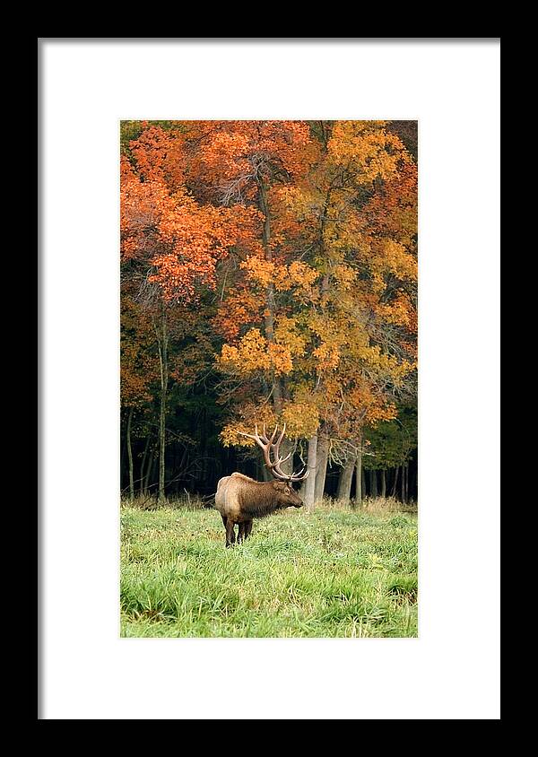 Elk Framed Print featuring the photograph Elk with Autumn Colors by Larry Bohlin
