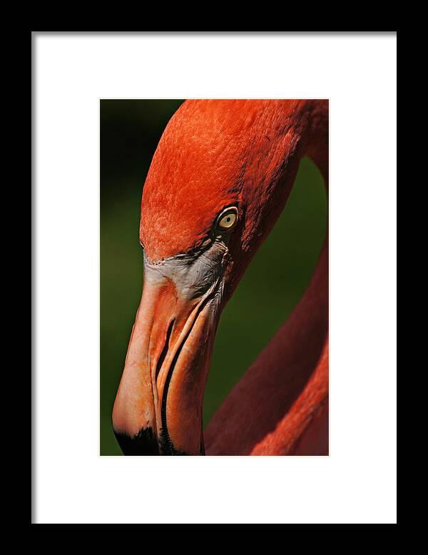 Flamingo Framed Print featuring the photograph Elongated and Elegant by Leda Robertson