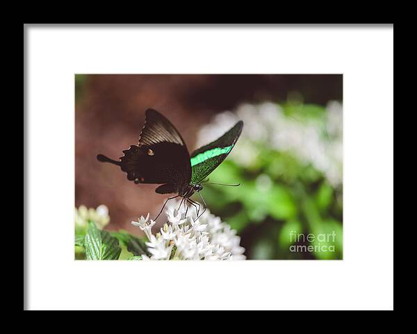 Emerald Swallowtail Butterfly Framed Print featuring the photograph Emerald Swallowtail Butterfly by Tamara Becker