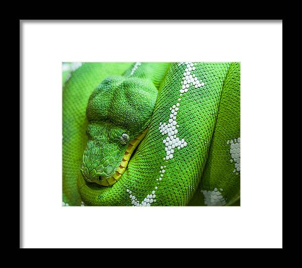 Snake Framed Print featuring the photograph Emerald Tree Boa by Doug McPherson