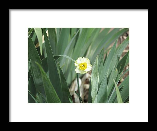 Daffodils Framed Print featuring the photograph Emerge by Jessica Myscofski