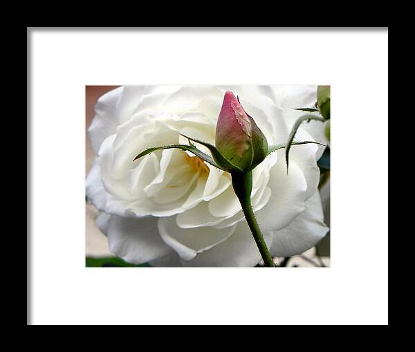 Rose Framed Print featuring the photograph Emergence by Deb Halloran